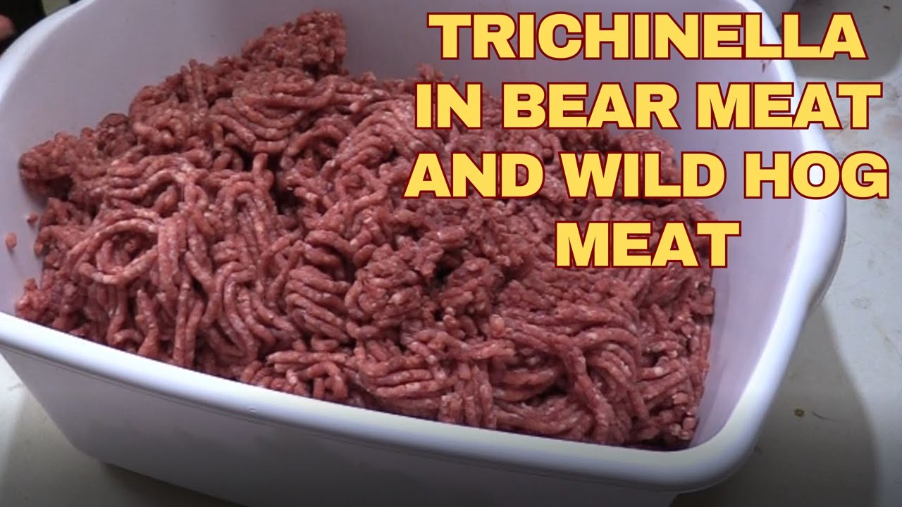 Трихинеллез в мясе диких кабанов и медведей