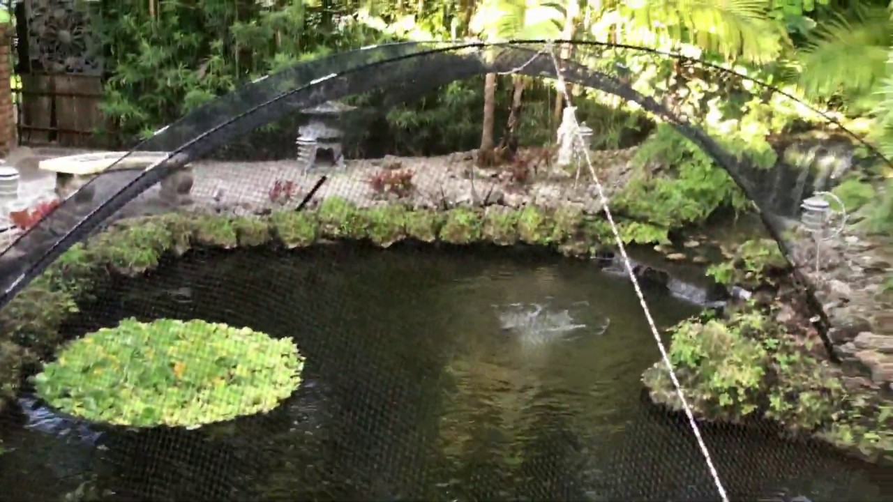 How to Install a Pond Net to keep out animals - easy, fast and looks great