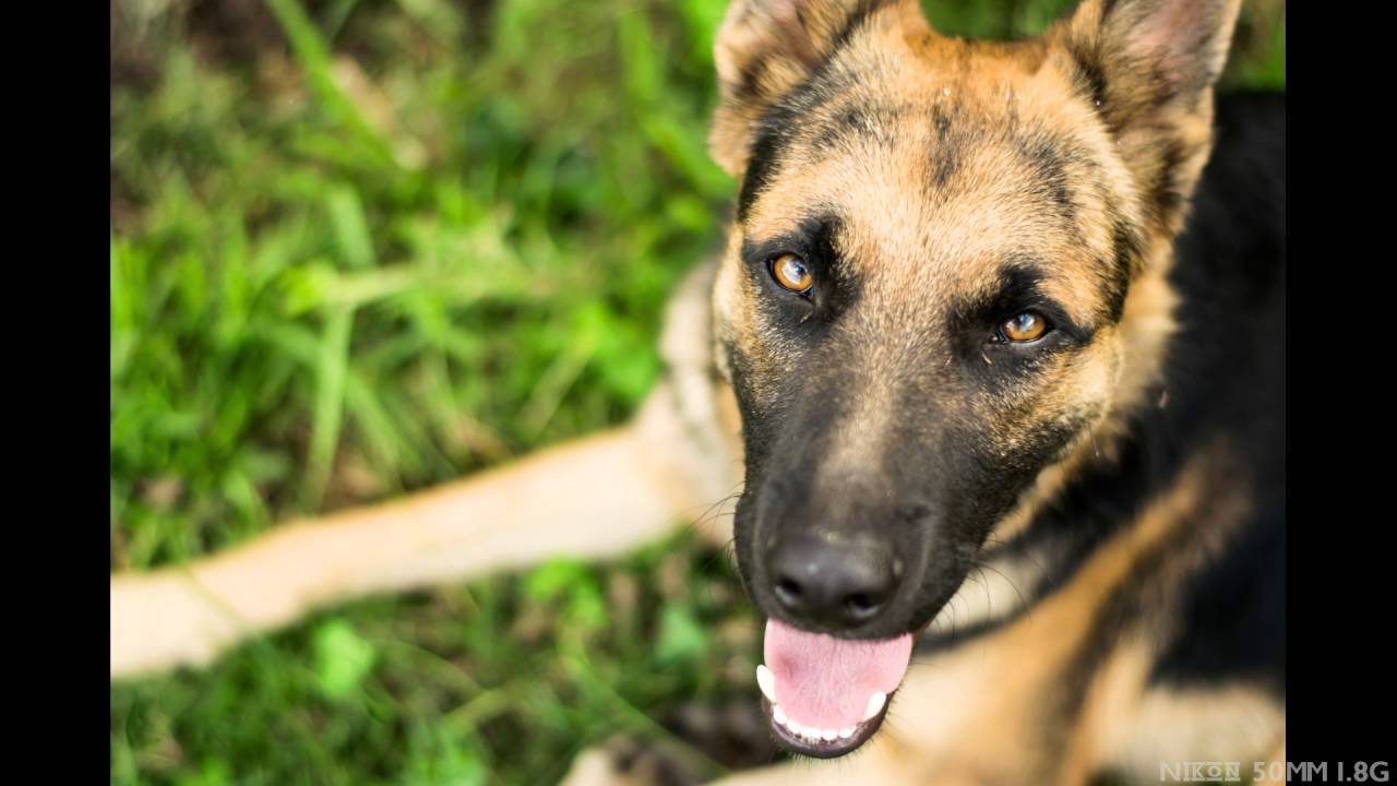 Nikon 50MM f1.8 G Sample Images HD