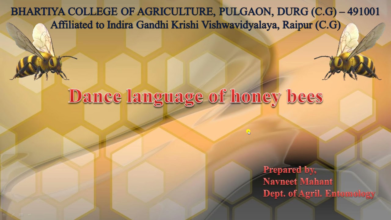 Dance Language of Honey Bee by Navneet Mahant