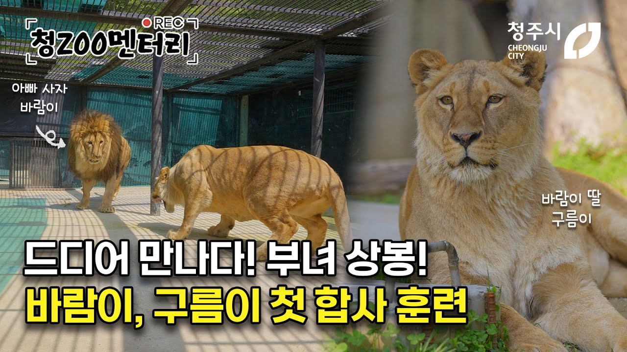 최초 공개! 사자 바람이와 바람이 딸 구름이 첫 합사 훈련!