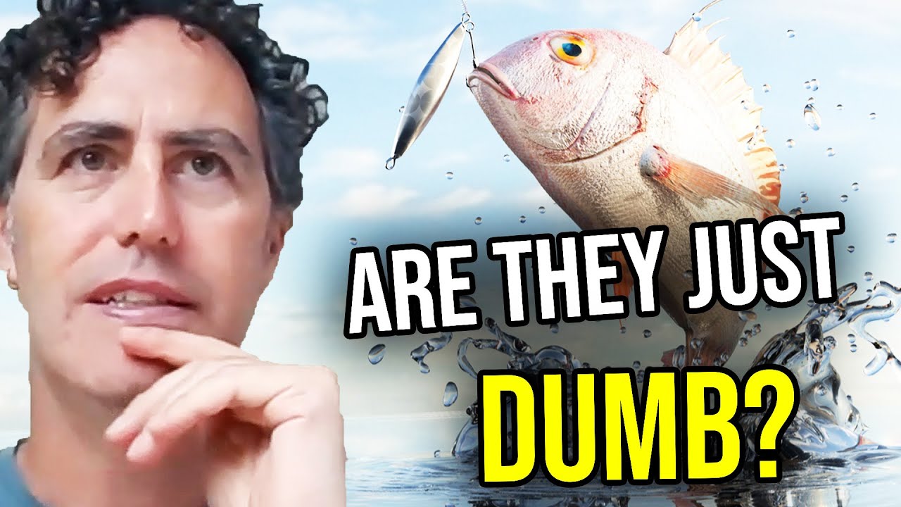 Why You Can Catch The Same Fish Twice | Professor Culum Brown