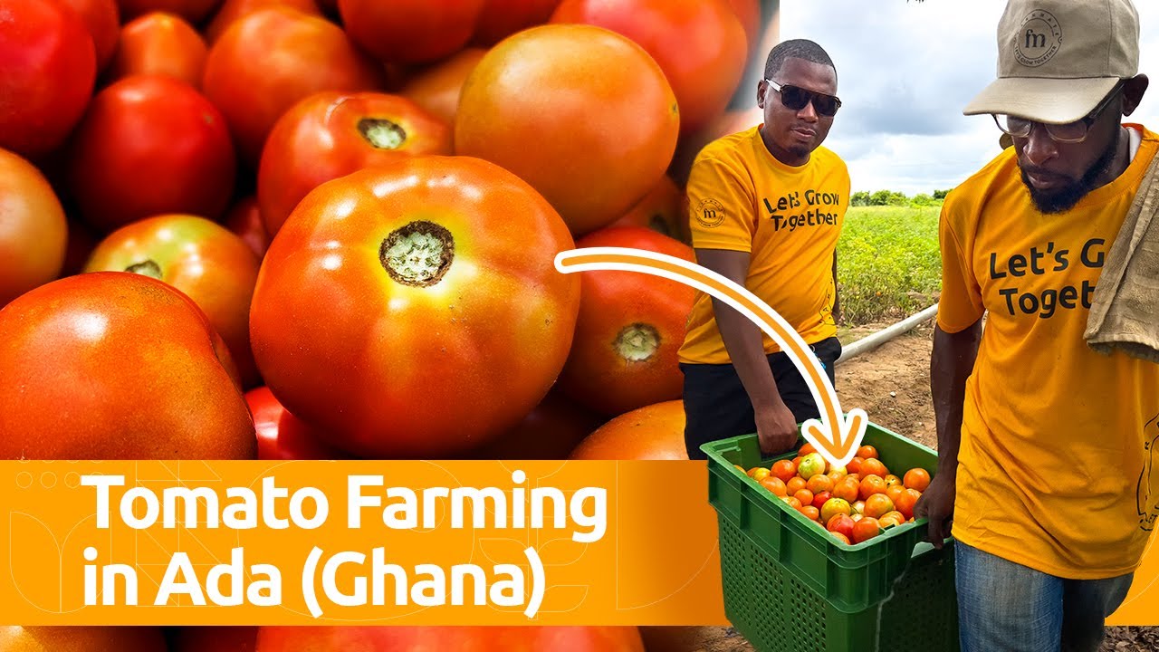 How We Grow Tomatoes with Ada Farmers - FarmMate Tomato Production In Ghana