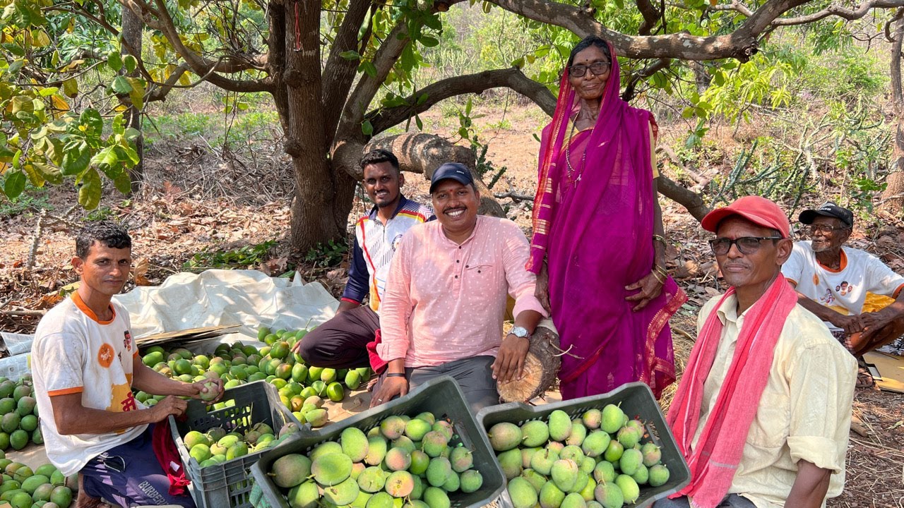 आम्ही गेलो हापूस आंब्याची काढ काढायला 😍 | कोकणचा राजा Ratnagiri Hapus Mango | S For Satish | Kokan