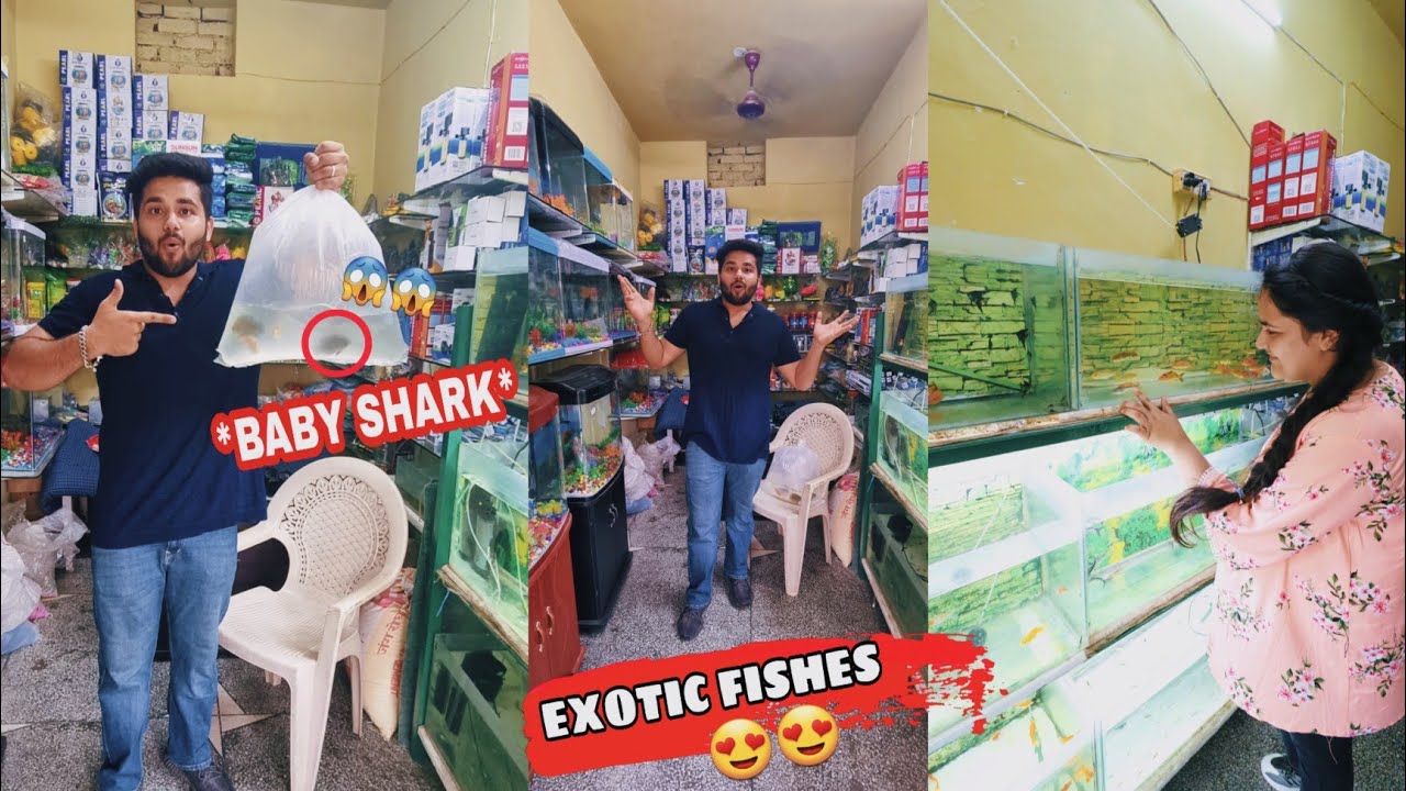 Buying New Fishes For My Aquarium | Exotic fishes | Imported Fishes