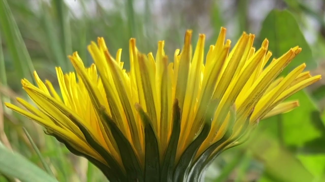 Flower Wind