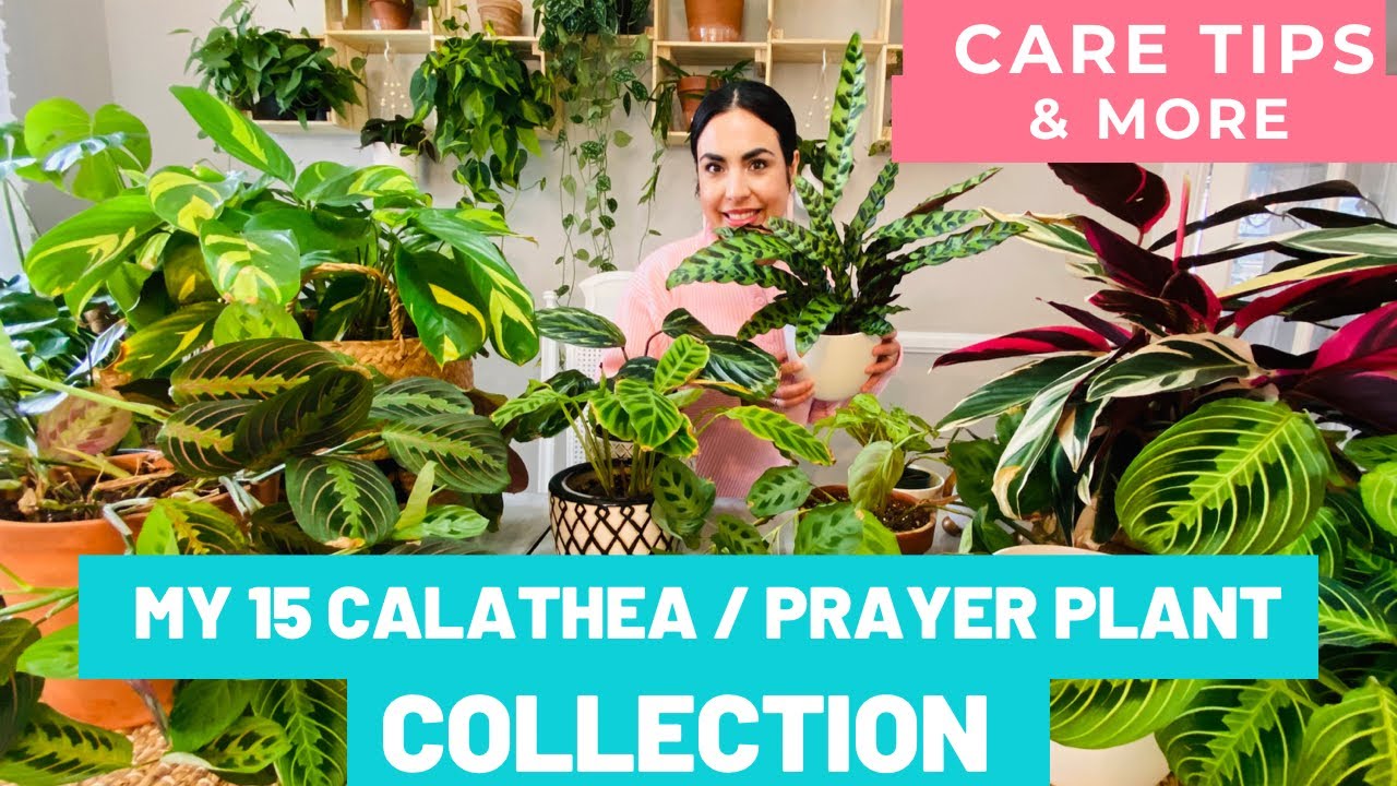 My 15 Calathea, Maranta, Prayer Plant, Ctenanthe Collection - plus Care tips