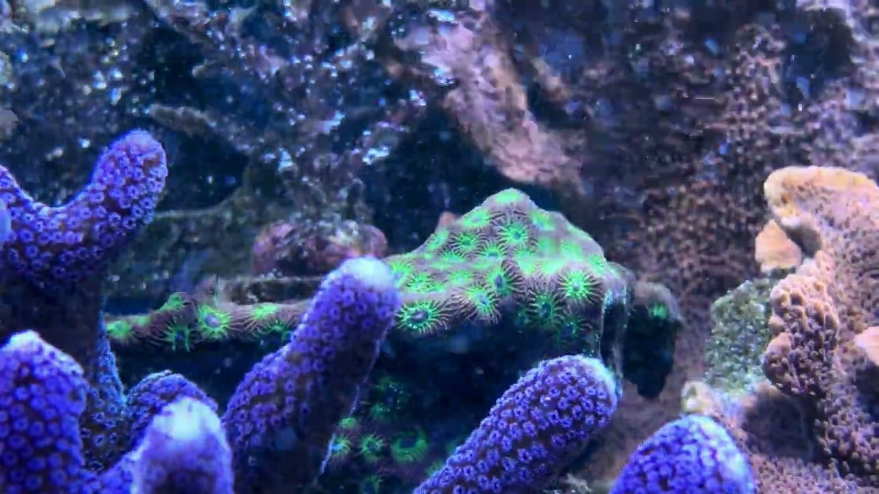 Reef tank January 10 2026