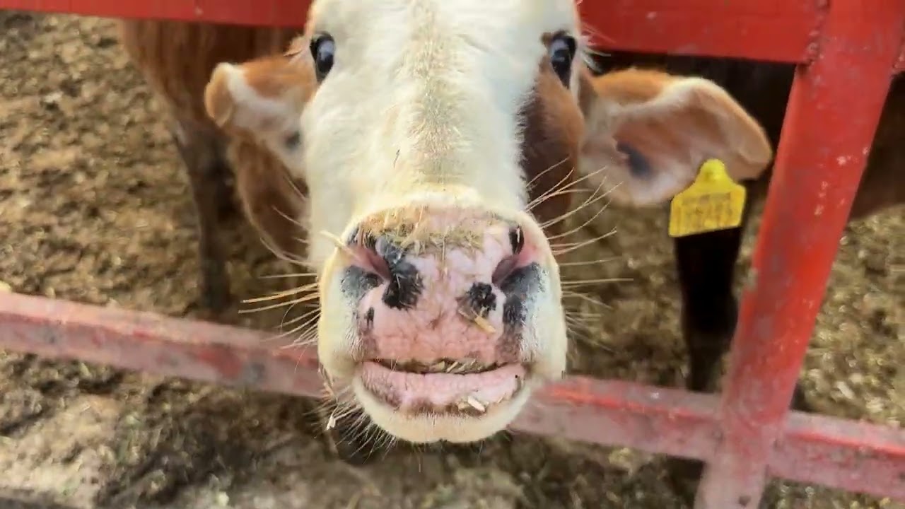 Day 42 | Gau Shala Visit 🐄🙏 | Serving Gau Mata with Love | 90 Days Gau Shala Visit | 27 Dec 2025