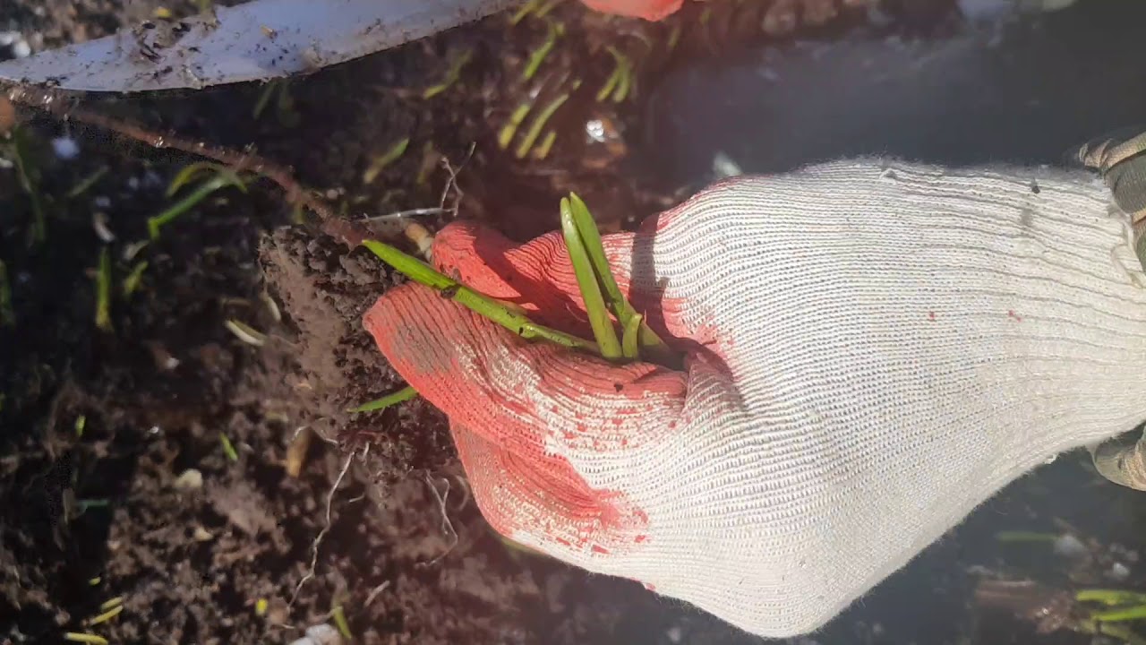 Как собирают черемшу в Чечне. Хьонк бу хьал болш