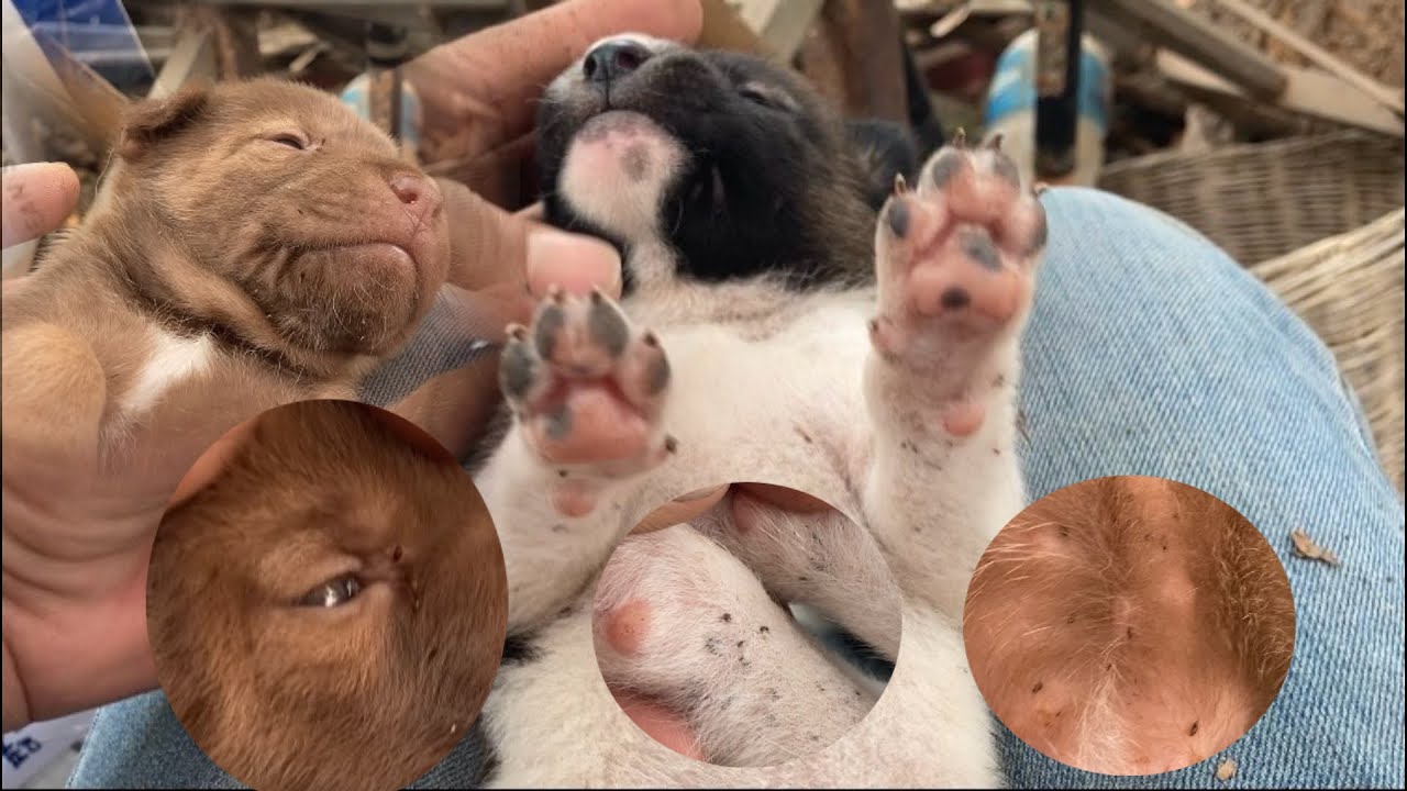 Puppies Covered in Fleas – Fastest Way to Remove Fleas Safely!