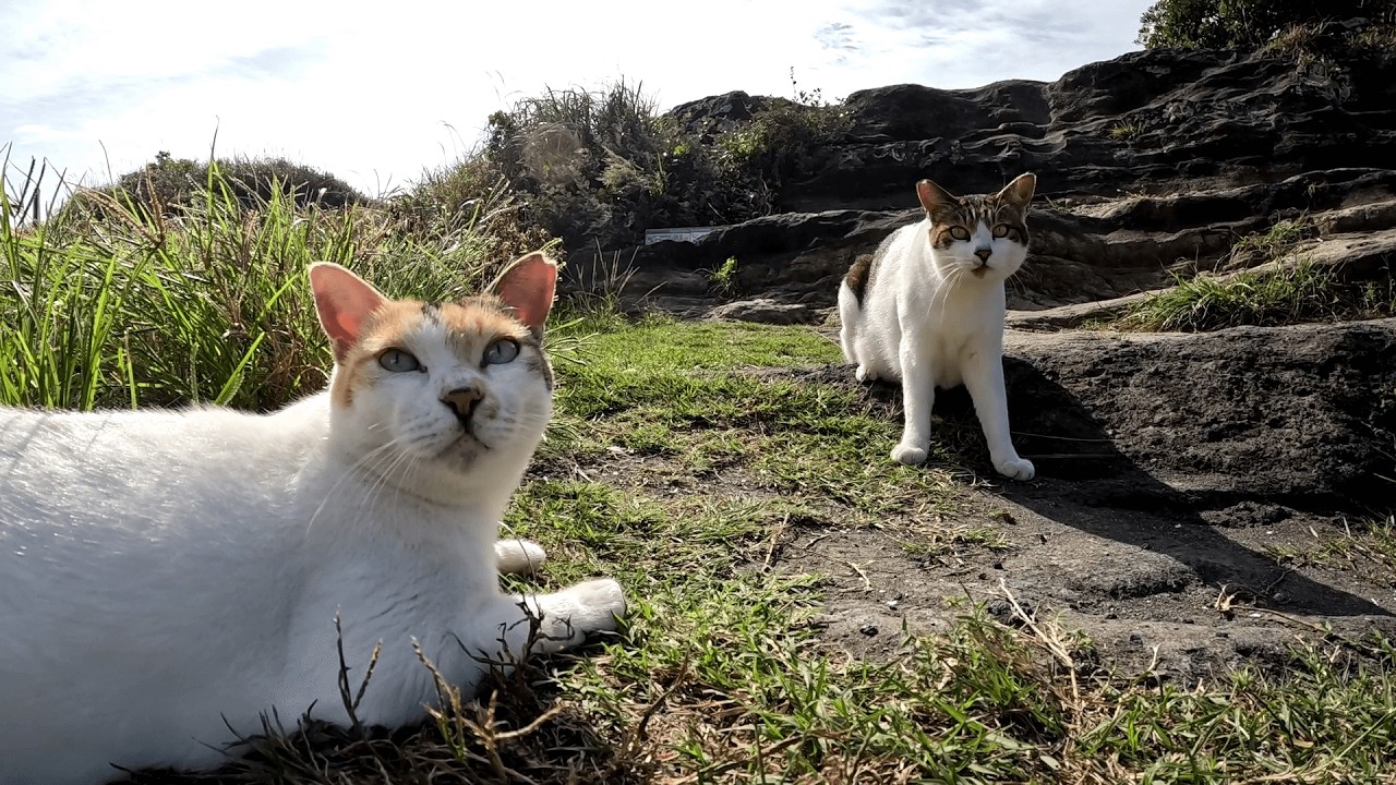 城ヶ島　金魚のフンみたいにキジ白猫についてきておやつを横取りしようと企む、大変したたかな三毛猫とすっかり打ち解けちゃいました