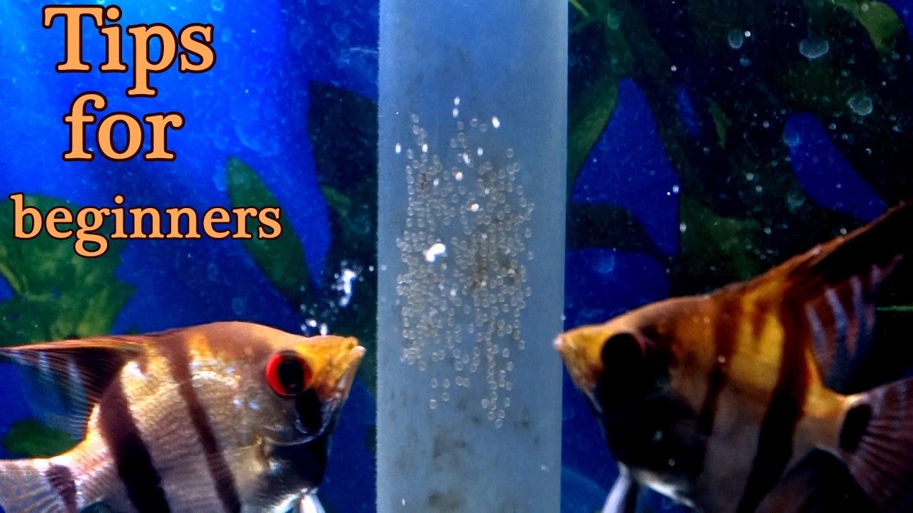 How to prevent your fish from eating their eggs. For beginners.