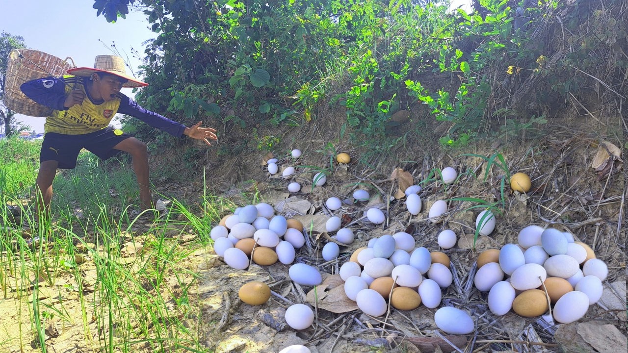 Harvest a lot of duck egg on the straw at rice field by hand a female farmerEggs & Snails