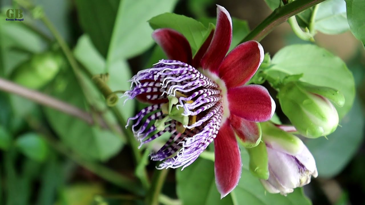 How to propagate passion flower or passiflora alata from cuttings (with update)