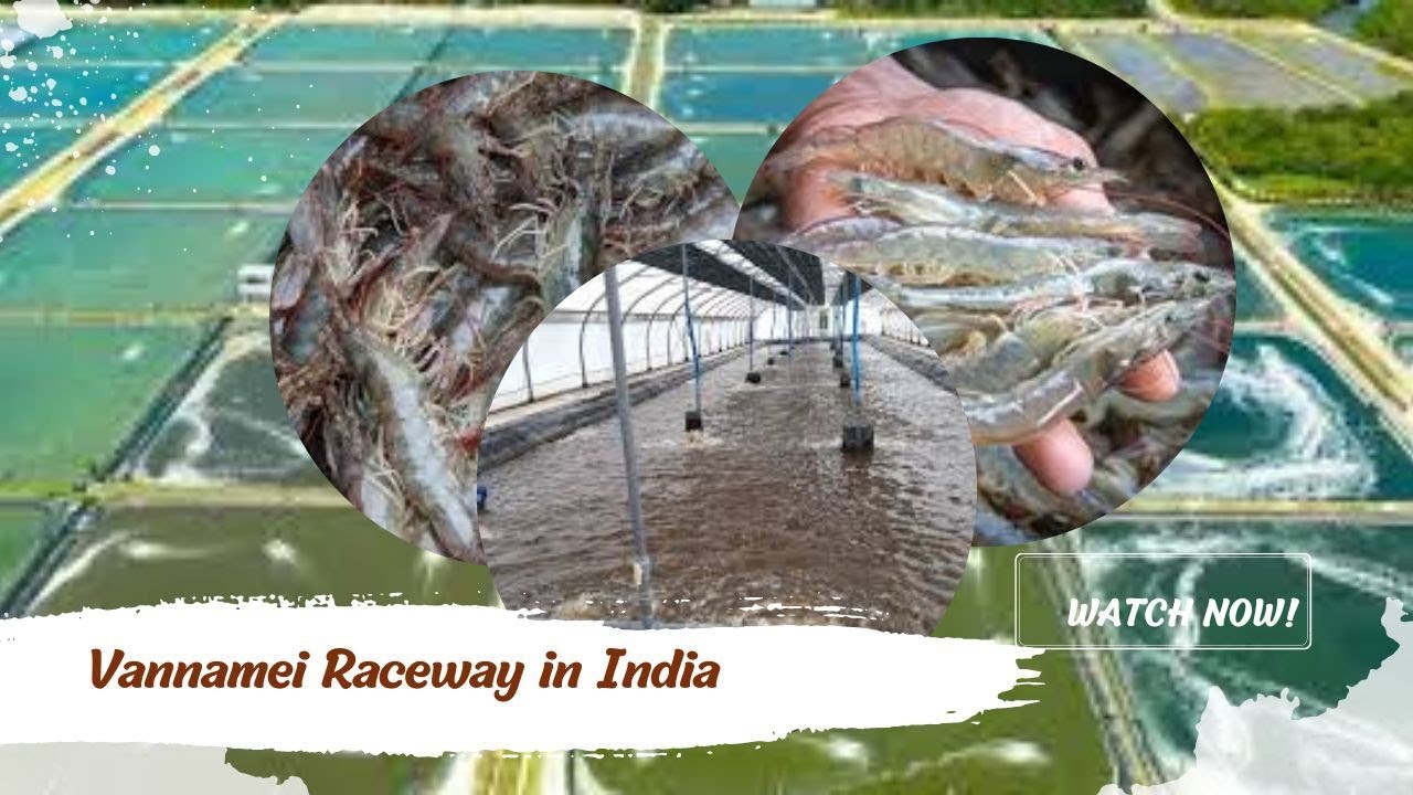 Vannamei rearing in raceway Biofloc, clear water system.#aquaculture #biofloc #vannamei #shrimp