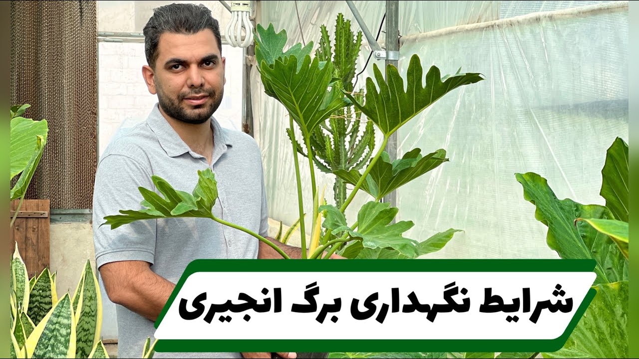 شرایط نگهداری گیاه برگ انجیری