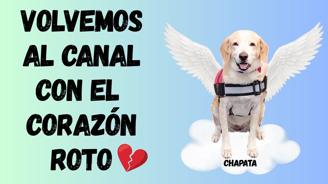🕊️ Homenaje a Chapatita | Su amor sigue vivo en cada uno de nosotros 💞