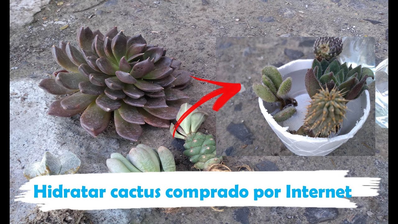 HIDRATACIÓN DE CACTUS Y SUCULENTAS comprados por Internet.
