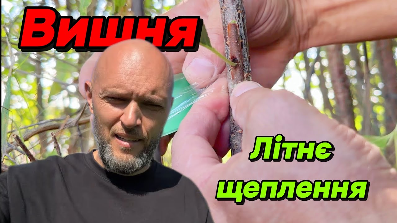 Літнє щеплення вишні (окулірування вишні)