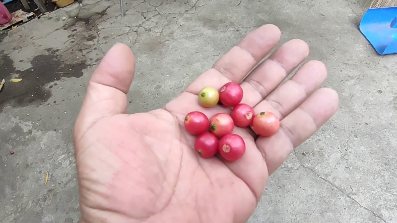 Aratiles (Muntingia Calabura) Propagation thru Air-layering/Marcotting