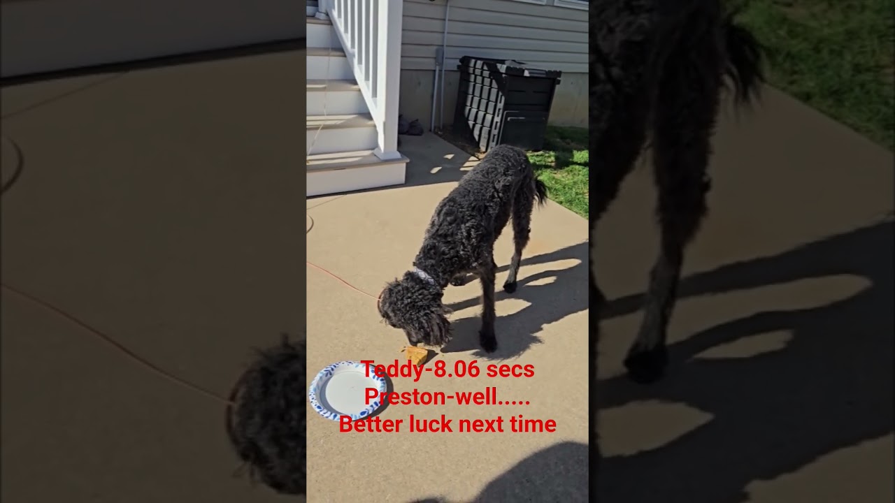 2025 Halloween Pumpkin Pie eating contest