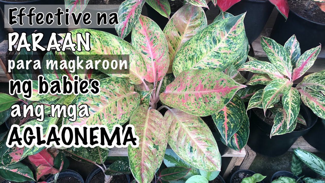 Effective at Mabilis na Paraan Para Magkaroon ng Babies ang mga Aglaonema