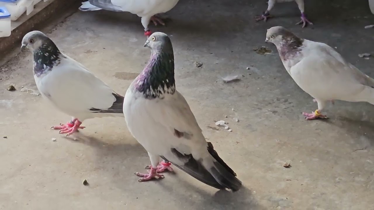 Budapest highflying pigeons 