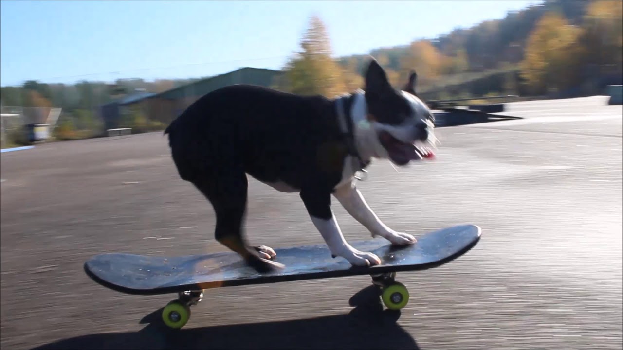 SKATEBOARDING DOG 3 | 2018