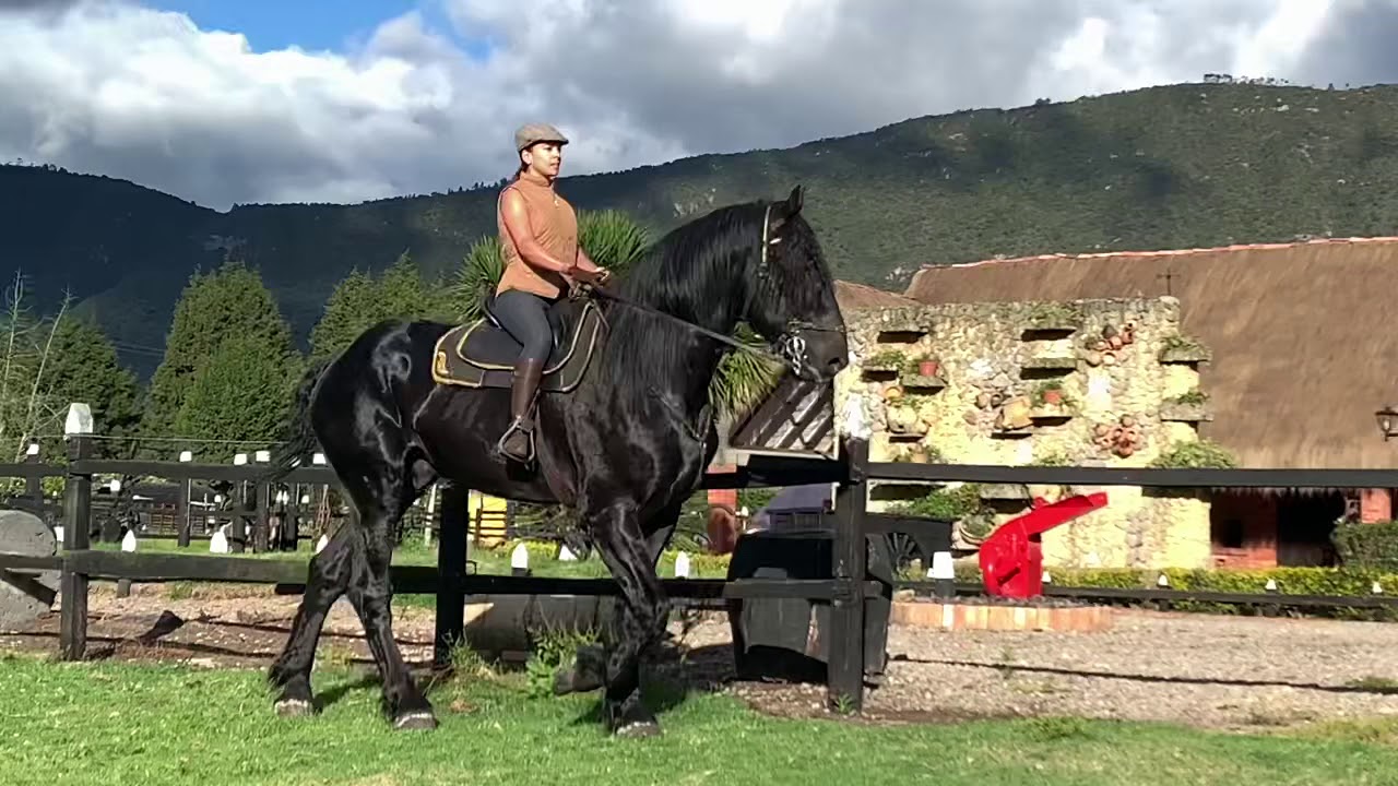Percheron - Sumatambo Royal Rolex montado. Draft Horse Riding Stallion 19hh
