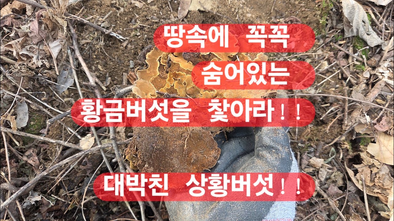 땅속에 숨어있는 귀한 상황버섯 찾으로~ 찔레상황버섯.