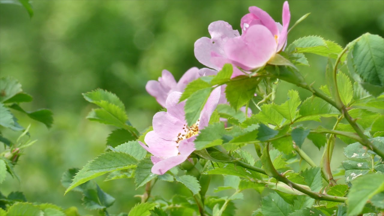 Dzika r&oacute;ża    Rosa canina
