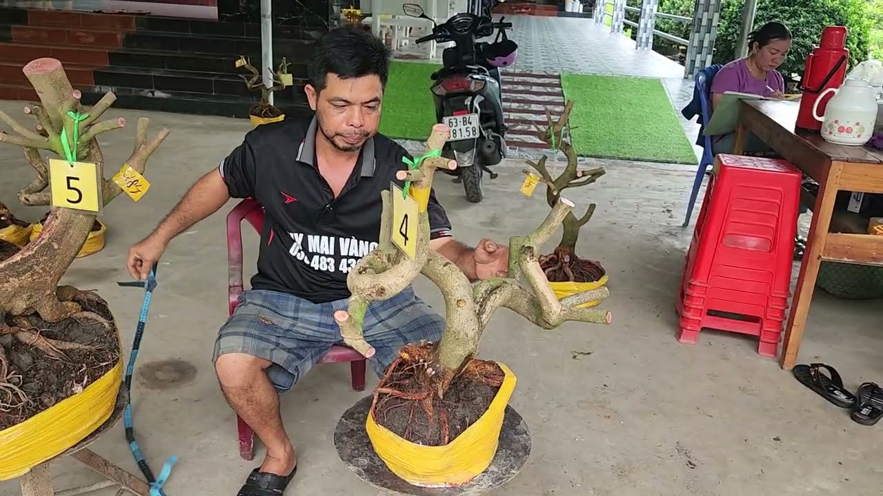 27/2  a Duy 0384834321 Phôi mai giảo bonsai đế đẹp hoành to giá nhỏ 