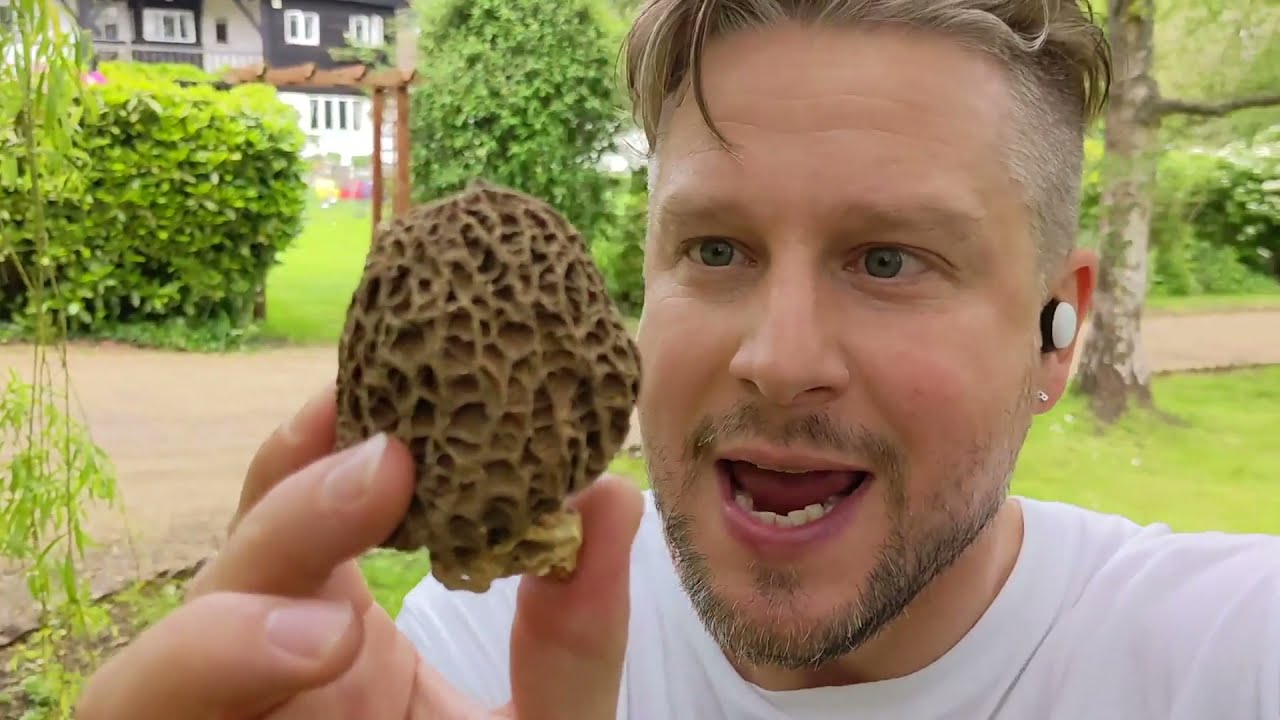 TOP TIPS foraging for Morel and St Georges Mushrooms in the UK