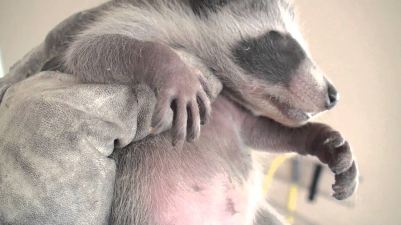 Outsmarting a Mother Raccoon!