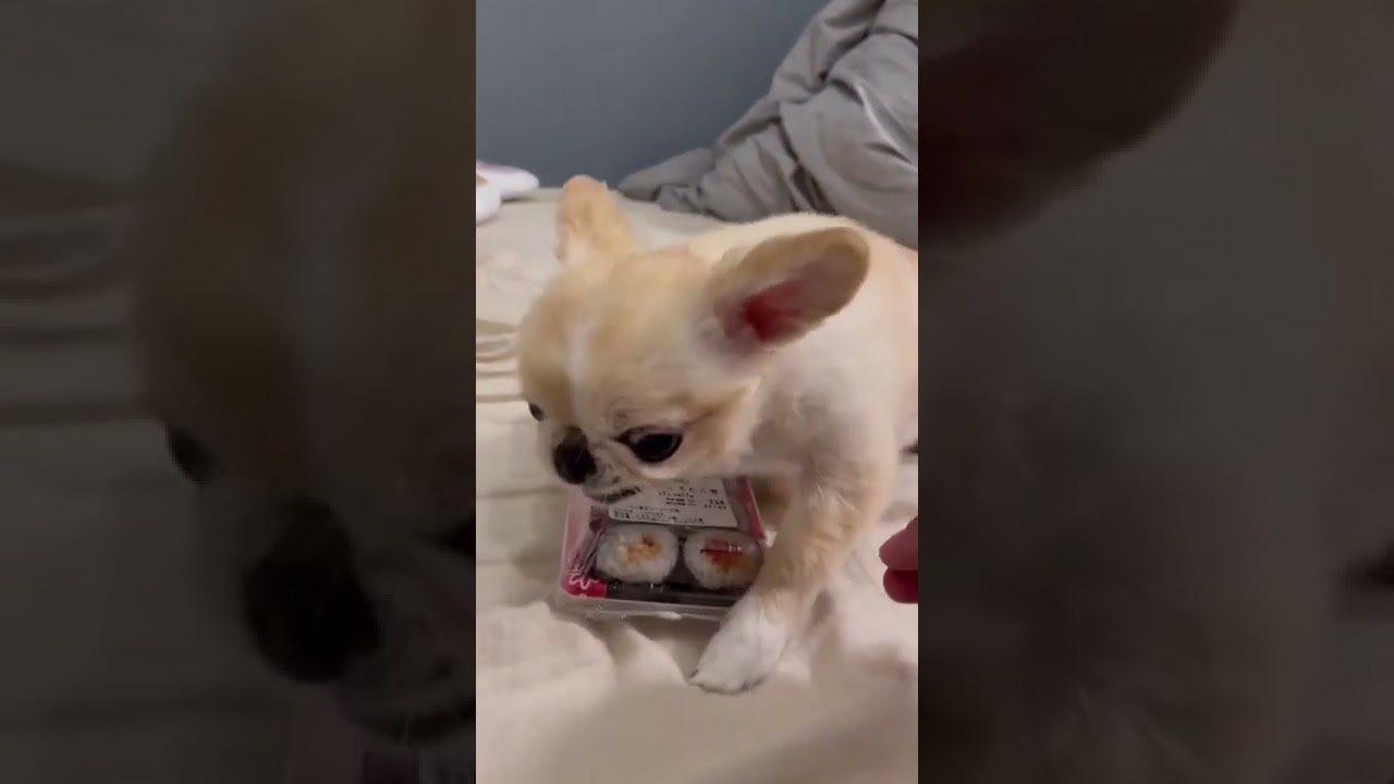 Perrito chihuahua se enoja y no quiere que le quiten el sushi 🍣  | Petciosos México