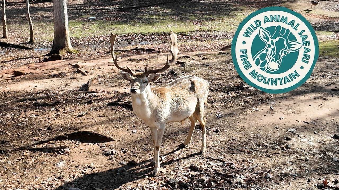 Pine Mountain Wild Animal Safari