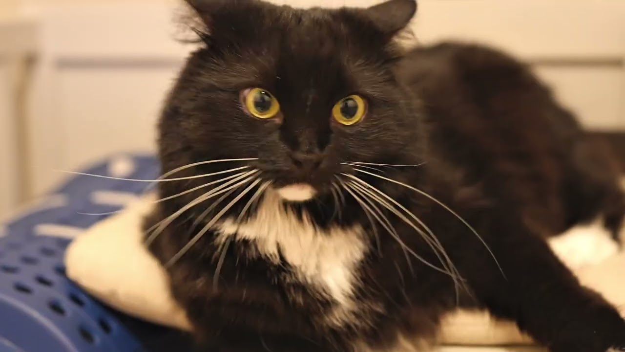 Cozy Little Makeover for the Cats. 猫スペースの模様替え