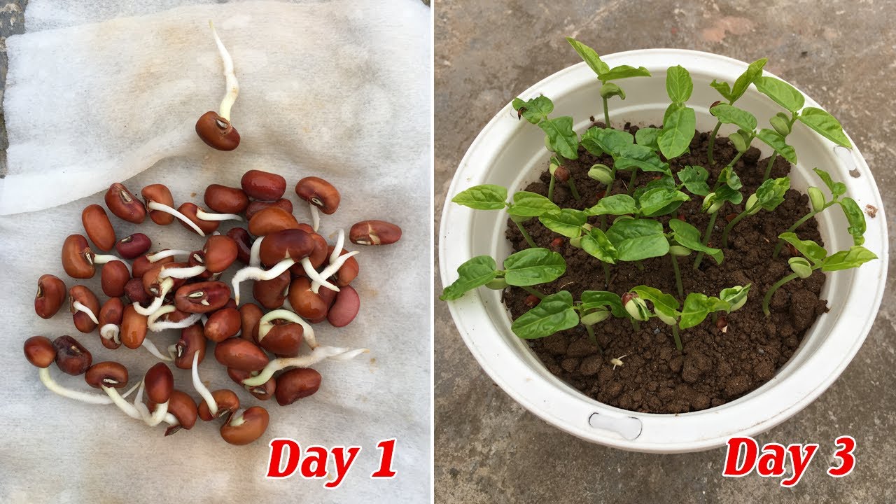 Tips to grow red beans, successful after 3 days