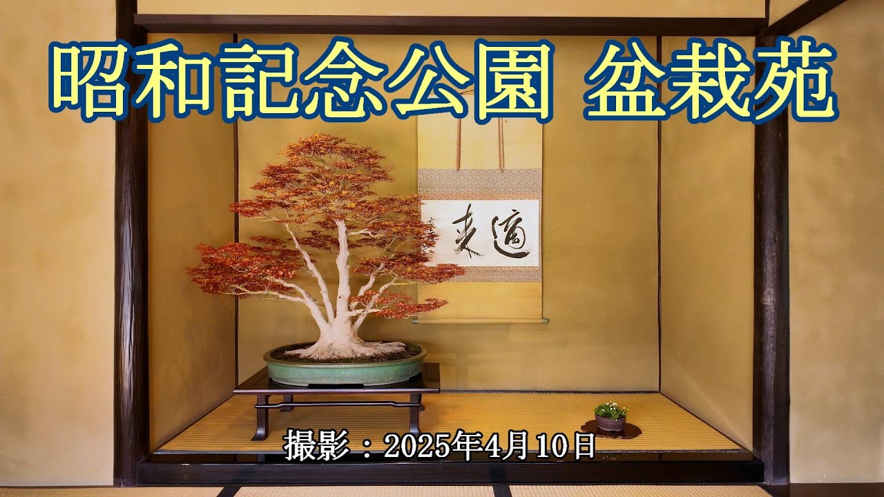 昭和記念公園 盆栽苑 = 令和7年晩春の盆栽苑 = [4K] Bonsai garden (Bonsai Museum) in Showa Kinen Park