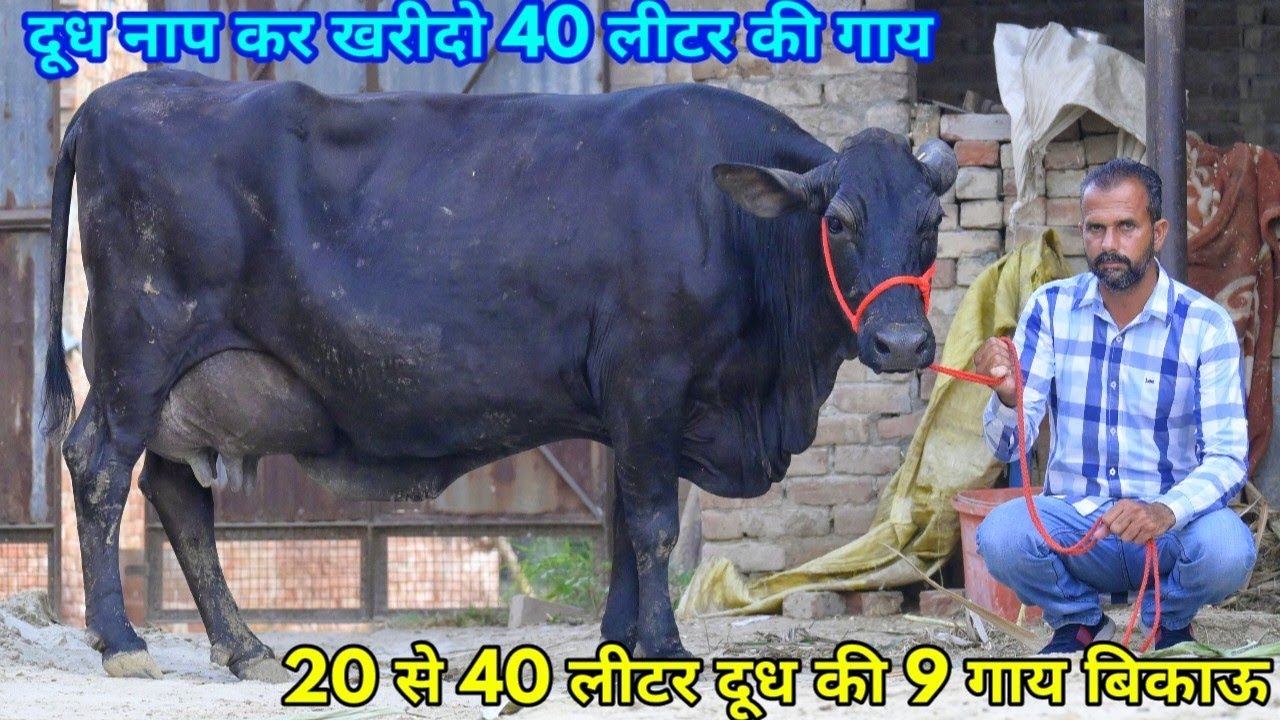 20 से 40 लीटर दूध 9 गाय बिकाऊ। अकेले पशु नहीं जानकारी भी भरपूर। Brar Dairy Farm, Bathinda, Punjab