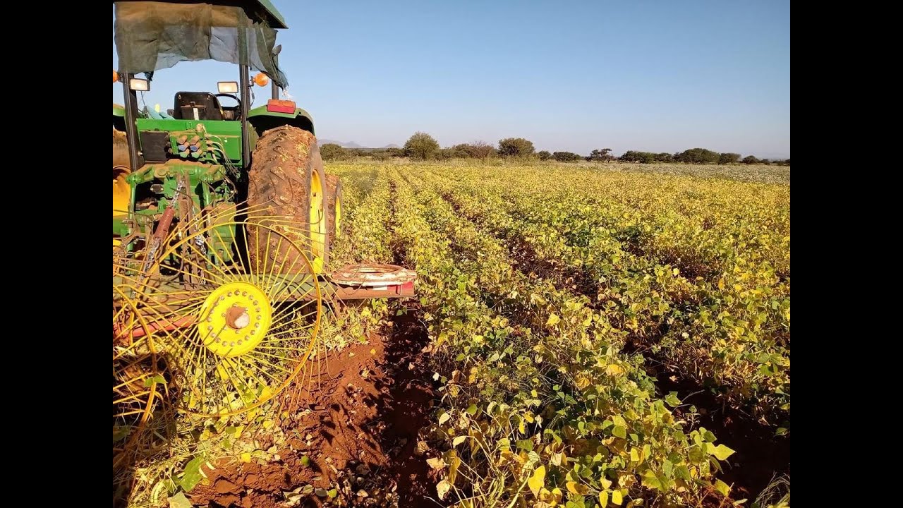 Importación de frijol de Estados Unidos amenaza a campesinos