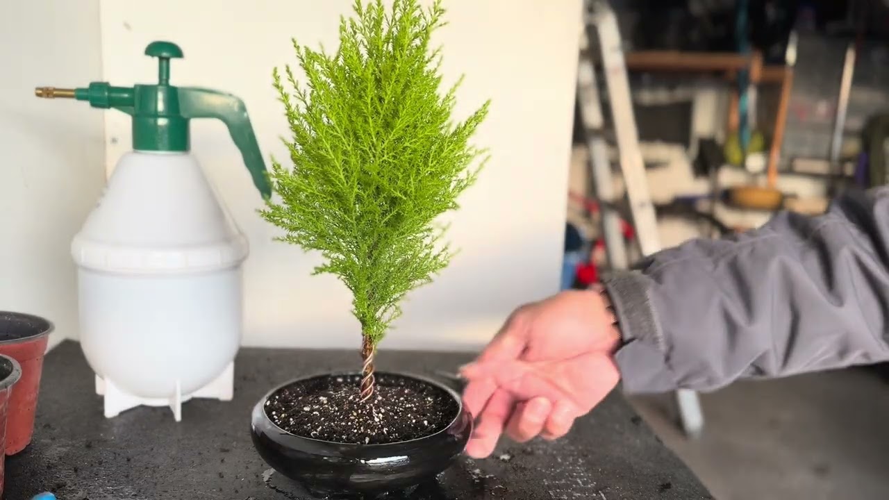 Lemon Cypress for Bonsai
