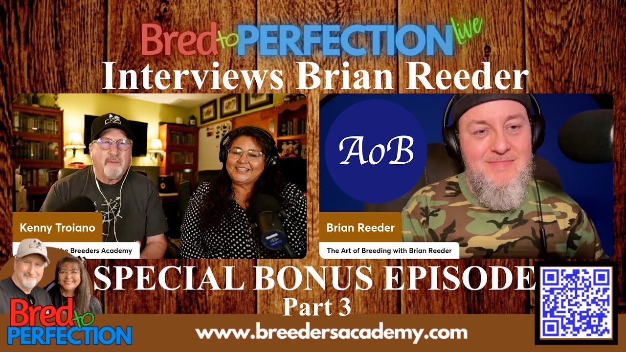 Interview with The Bred to Perfection live podcast: part 3