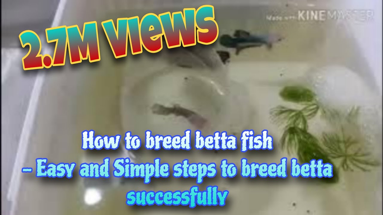 How to breed betta fish - Easy and Simple steps to breed betta successfully