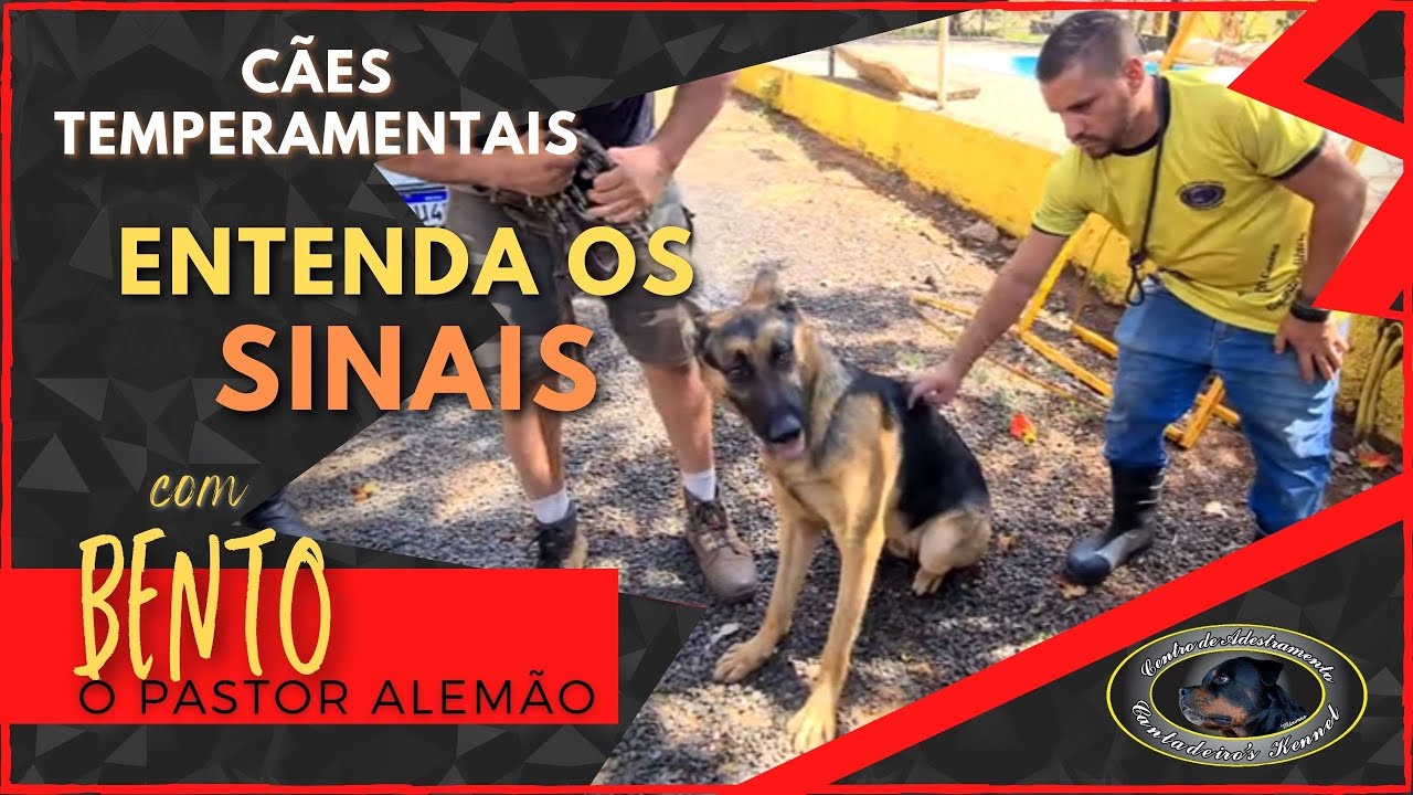 BENTO - Pastor Alemão - Entenda os Sinais de Agressividade