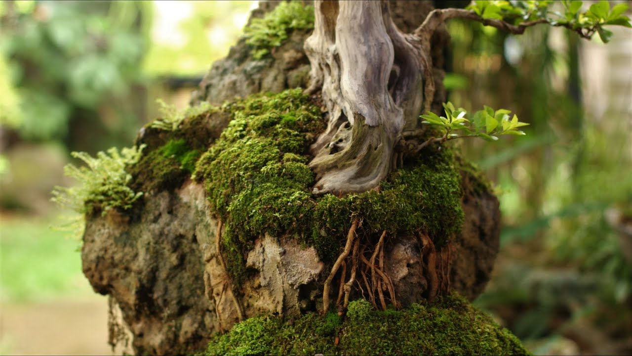 Jhonny - penjing / sekijoju (Duranta repens) vídeo 9
