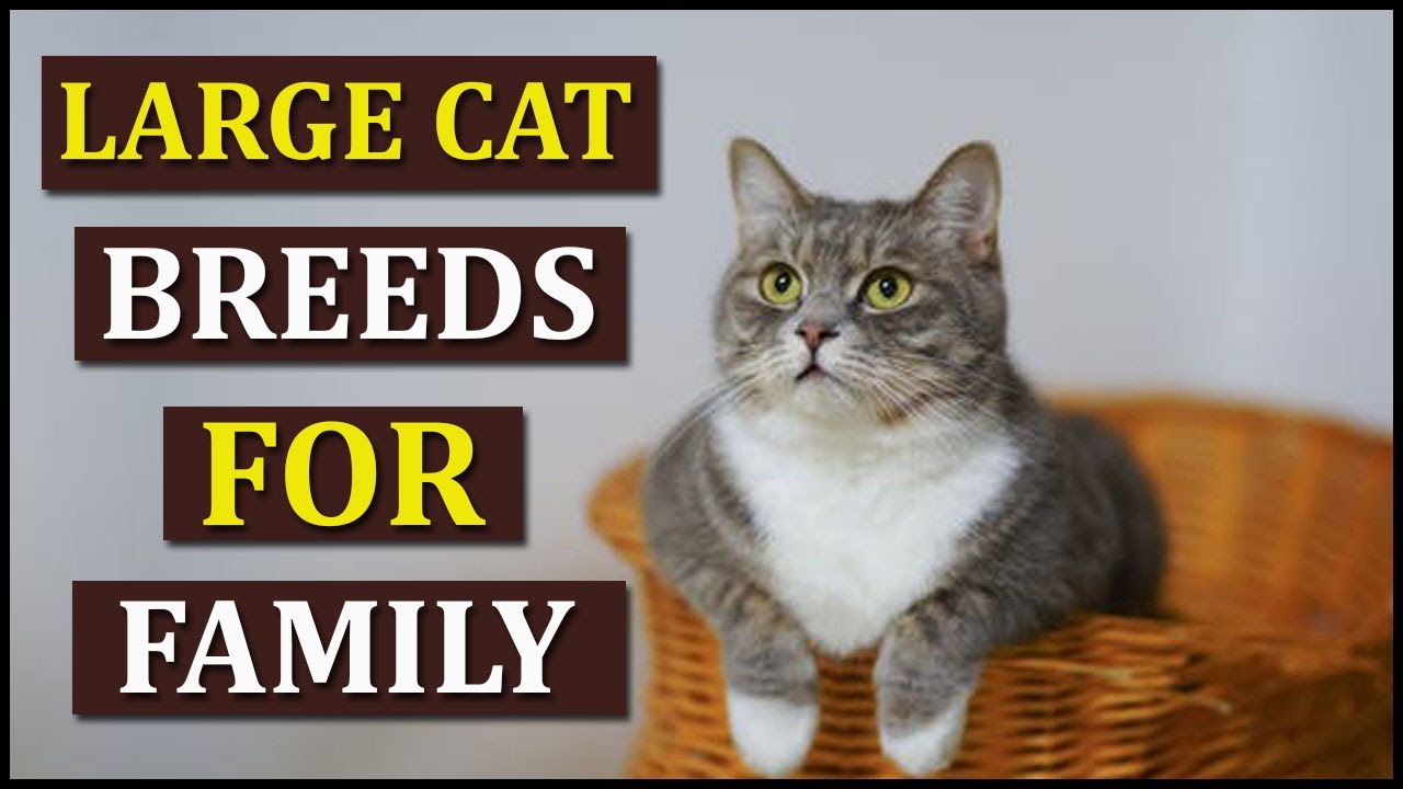 15 Large Cat Breeds That Would Perfect For Family | Animal Globe