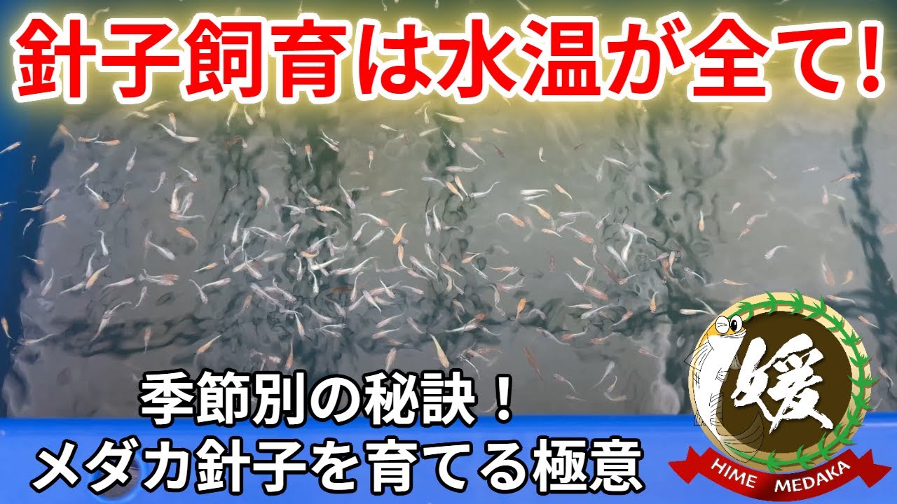 メダカの針子・稚魚の育て方！春夏秋の季節別の育てるポイント【媛めだか】