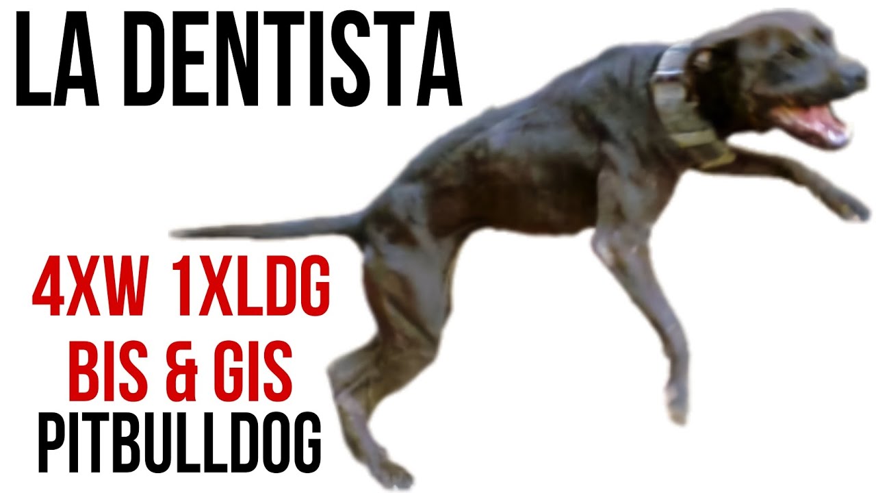The Pitbull champion of the Kennel's Emperies - La Dentista 4xW 1xLDG BIS is GIS #pitbulls #apbt